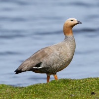 Ruddy-headed Goose